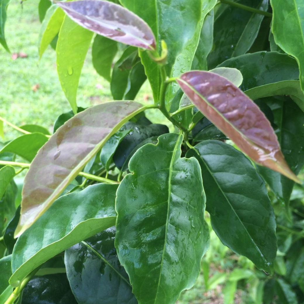 ナポ グアユサ茶1kg（約320杯分） エクアドル熱帯雨林産 ウィニャック組合 簡易包装