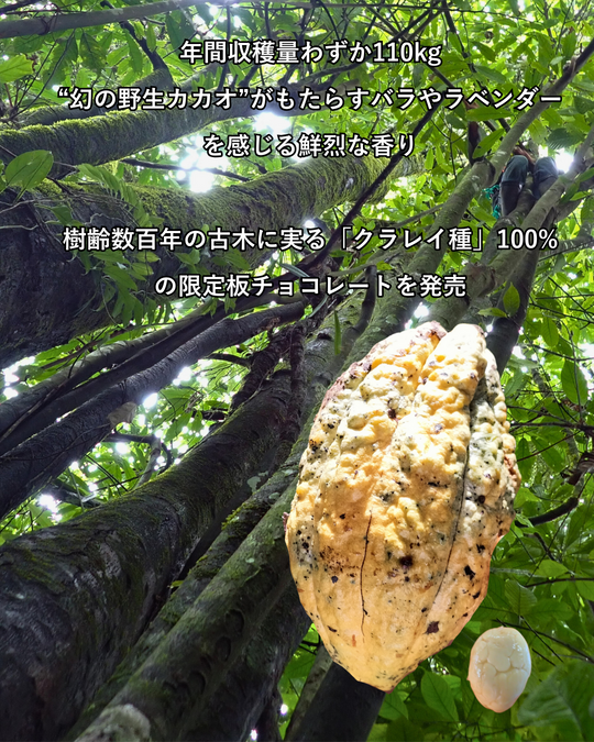 年間収穫量わずか110kg、“幻の野生カカオ”がもたらす未体験の香り。 ママノチョコレート、樹齢数百年の古木に実る「クラレイ種」100%の限定板チョコレートを発売。