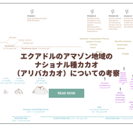 エクアドルアマゾン地域のナショナル種カカオ（アリバ）の遺伝についての地理的歴史的考察｜ママノ江沢コラム｜2024/10/3