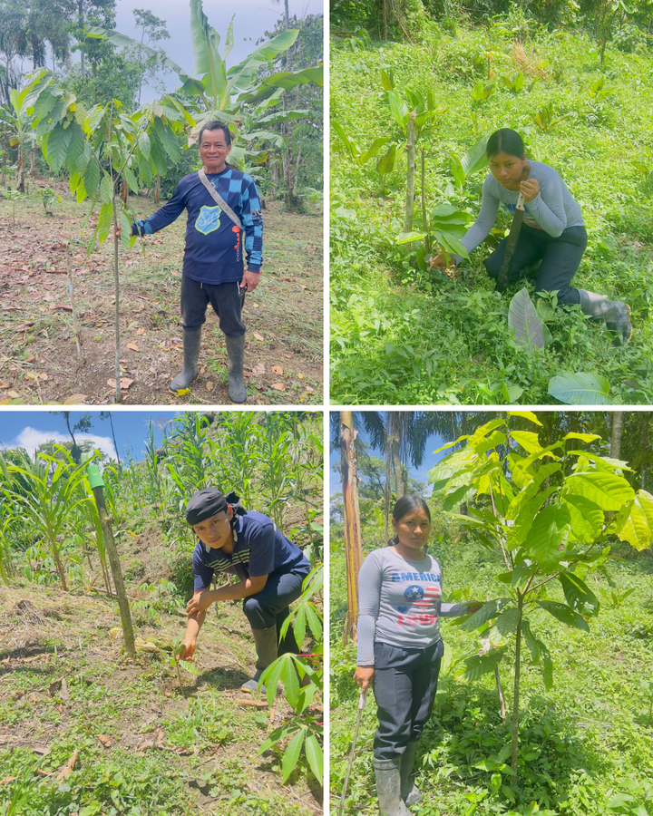 みんなで育てるカカオの森プロジェクト　2025年9月