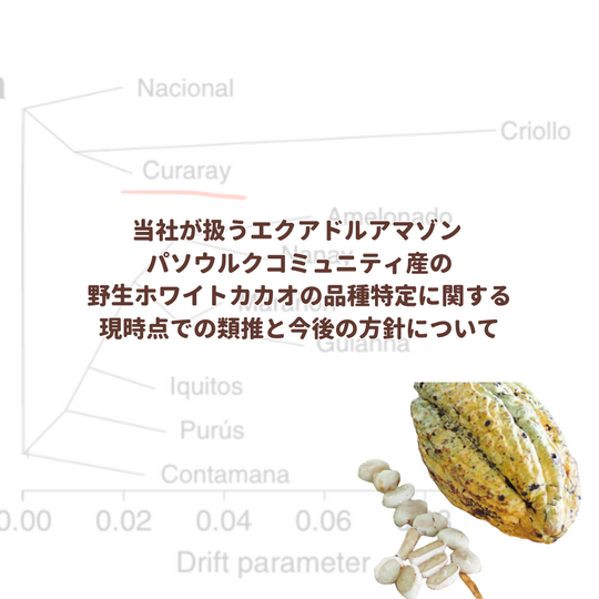当社が扱うエクアドルアマゾン  パソウルクコミュニティ産の野生ホワイトカカオの品種特定に関する現時点での類推と今後の方針について