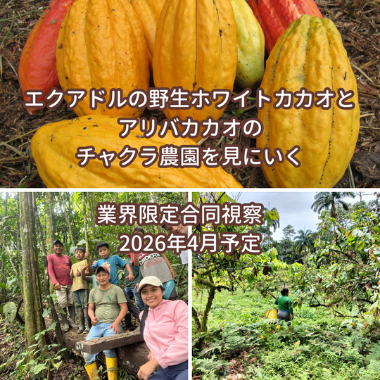 エクアドルの野生ホワイトカカオとチャクラ農園を見にいく業界限定合同視察　2026年4月予定
