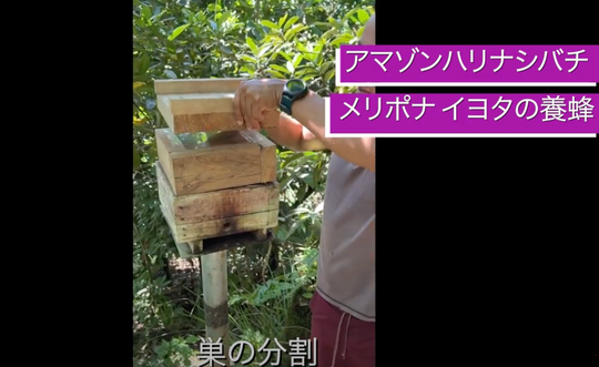 YOUTUBE公開：アマゾンハリナシバチ『メリポナ イヨタ』の養蜂 - 巣の分割方法 -