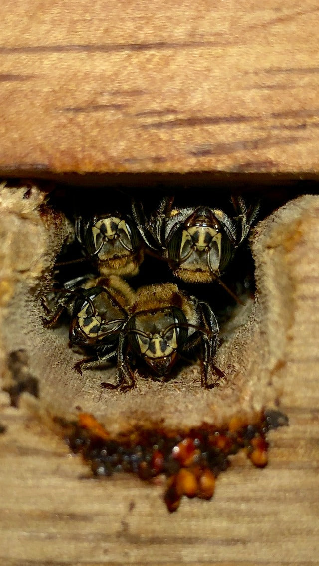 【アーカイブ動画】エクアドル熱帯雨林のアマゾンミツバチの養蜂と今後の新商品への展開