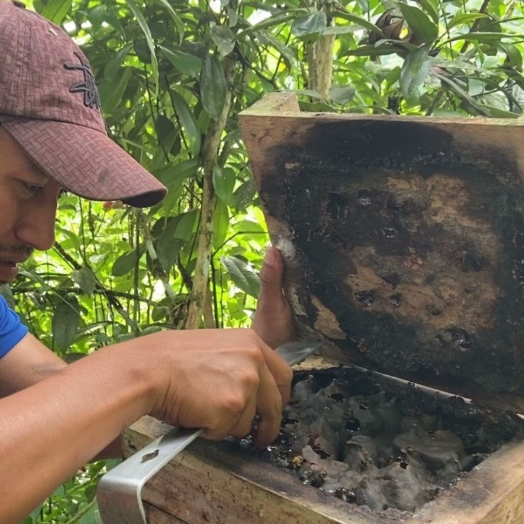 生蜂蜜 アマゾンのハリナシハチミツ テトラゴニスカアングスチュラ