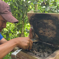 生蜂蜜 アマゾンのハリナシハチミツ メリポナイブルネア