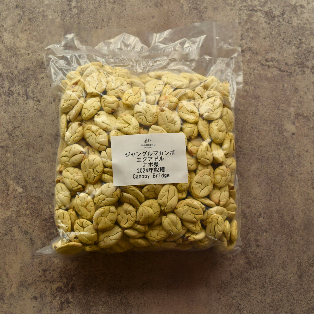 テオブロマ・ビコロール(Theobroma bicolor)苗[ホワイト・カカオ