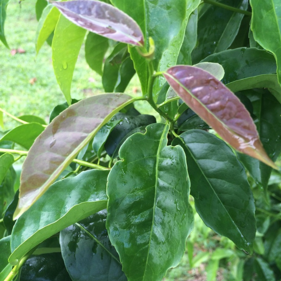 ナポグアユサ茶50g  エクアドル熱帯雨林産 ウィニャック組合