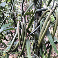 100%ピュア アマゾンバニラパウダー（オドラータ種）アマゾンチャクラ認証取得/天日乾燥＆自然発酵/木箱での熟成約3ヶ月