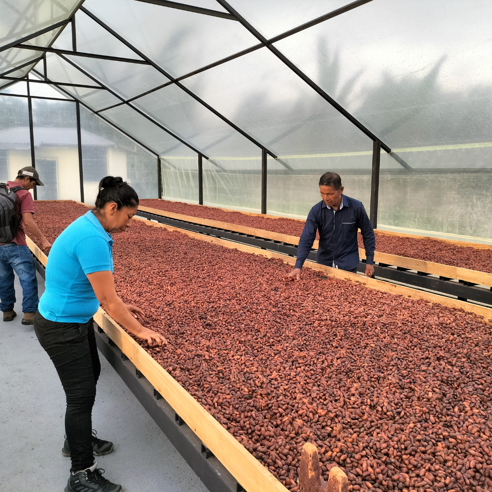 Ecuadorian Alibaba cacao beans 100g (unroasted, national seed-centered, Winjak union production, 2021 harvest)