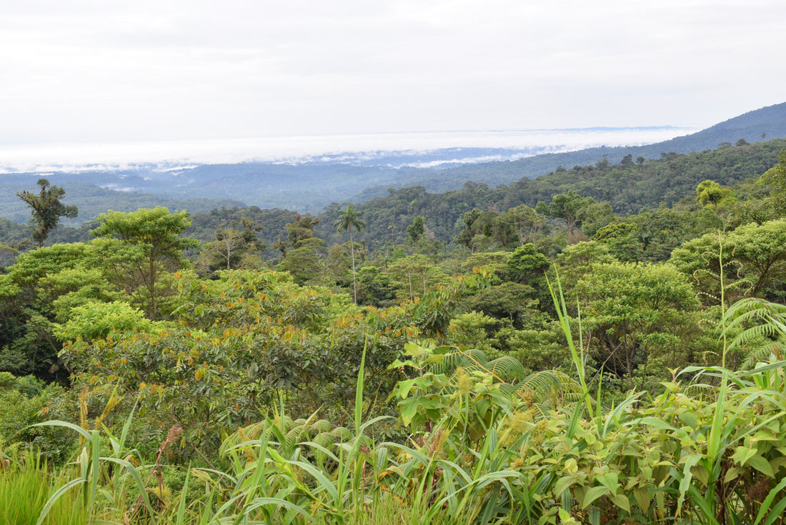 エクアドル産アマゾン珈琲｜極細挽き｜ファインロブスタ｜WITOCA