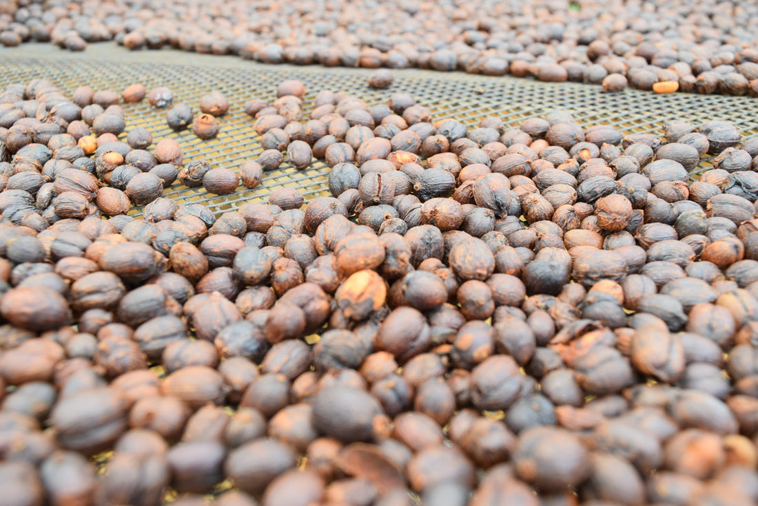 エクアドル産アマゾン珈琲｜極細挽き｜ファインロブスタ｜WITOCA