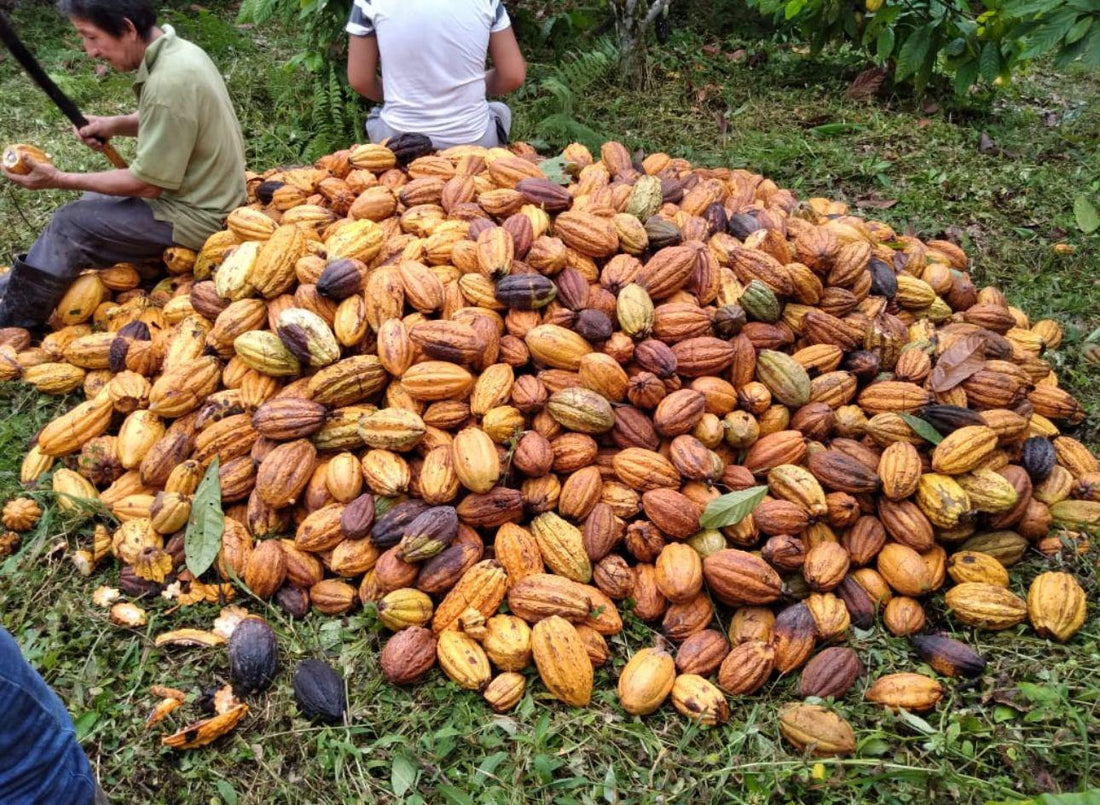 カカオ豆：アリバエスメラルダス アソプロカナンデ組合 チャチ族 5日発酵 2025年  1kg/5kg/20kg