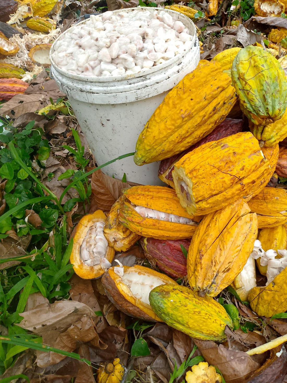 カカオ豆：アリバエスメラルダス アソプロカナンデ組合 チャチ族 5日発酵 2025年  1kg/5kg/20kg