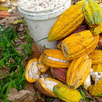 カカオ豆：アリバエスメラルダス アソプロカナンデ組合 チャチ族 5日発酵 2025年  1kg/5kg/20kg