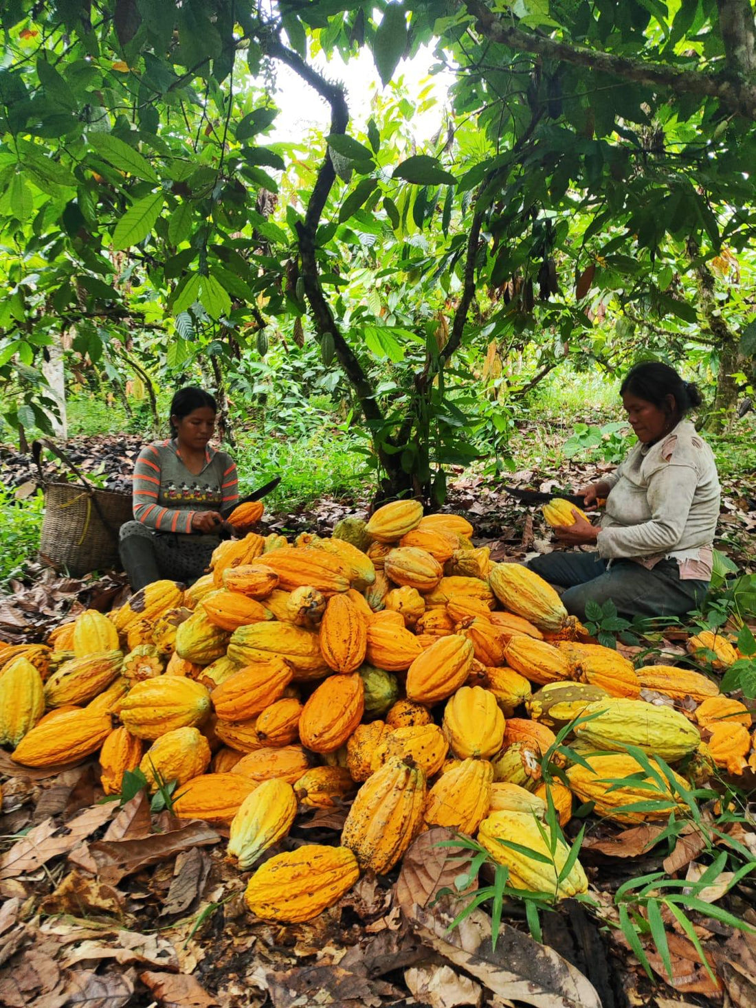 カカオ豆：アリバエスメラルダス アソプロカナンデ組合 チャチ族 5日発酵 2025年  1kg/5kg/20kg