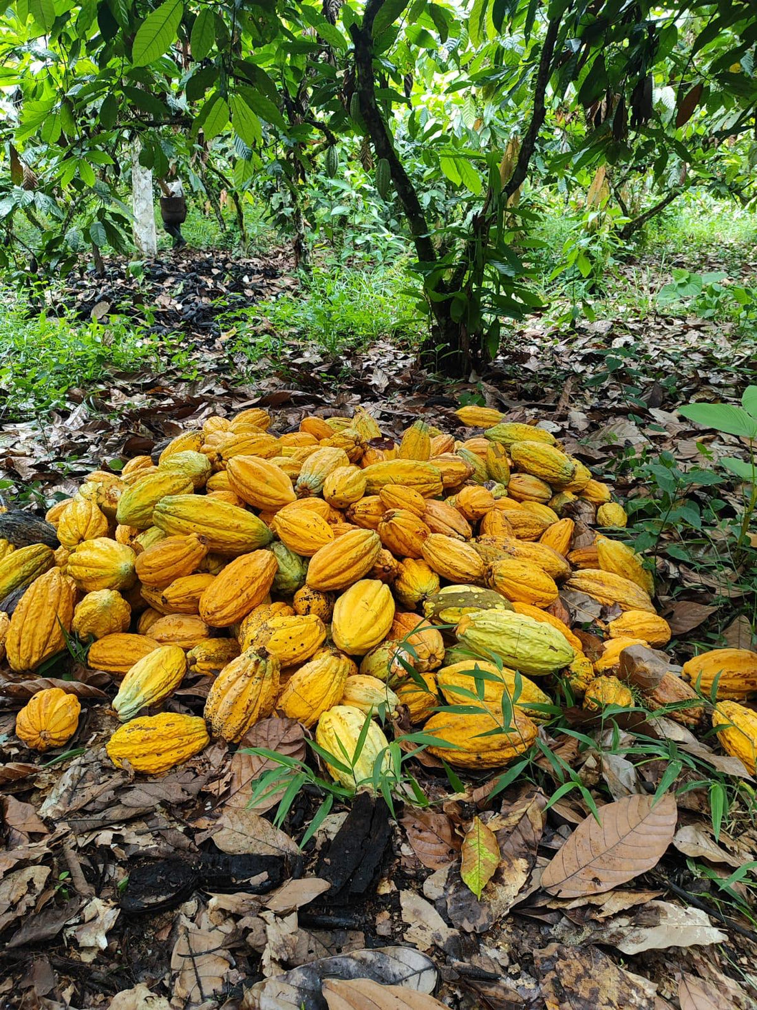 カカオ豆：アリバエスメラルダス アソプロカナンデ組合 チャチ族 5日発酵 2025年  1kg/5kg/20kg