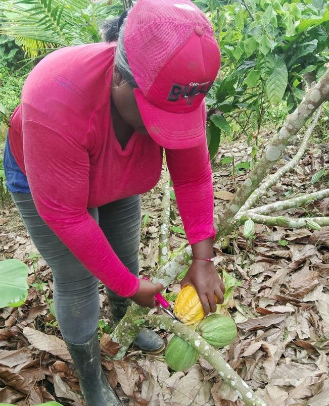 カカオ豆：アリバエスメラルダス アソプロカナンデ組合 チャチ族 5日発酵 2025年  1kg/5kg/20kg