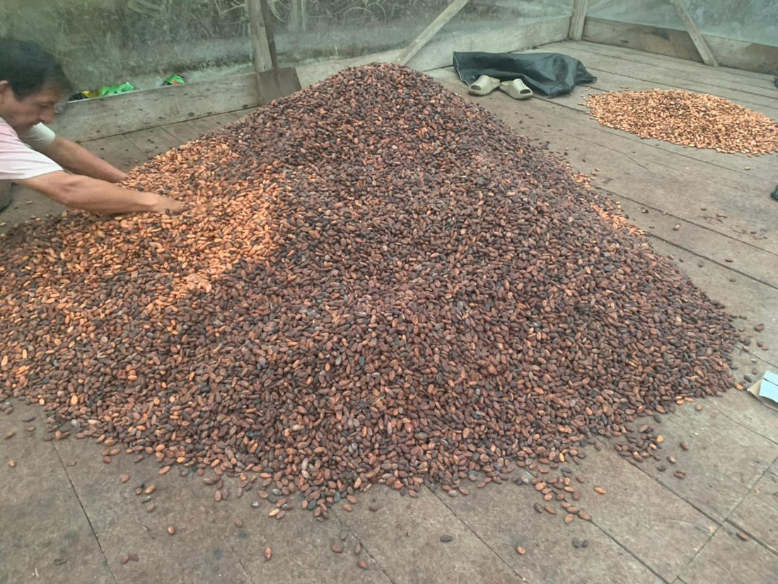 カカオ豆：アリバエスメラルダス アソプロカナンデ組合 チャチ族 5日発酵 2025年  1kg/5kg/20kg