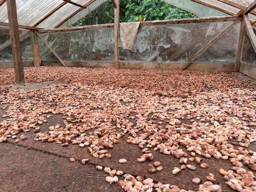 カカオ豆：アリバエスメラルダス アソプロカナンデ組合 チャチ族 5日発酵 2025年  1kg/5kg/20kg