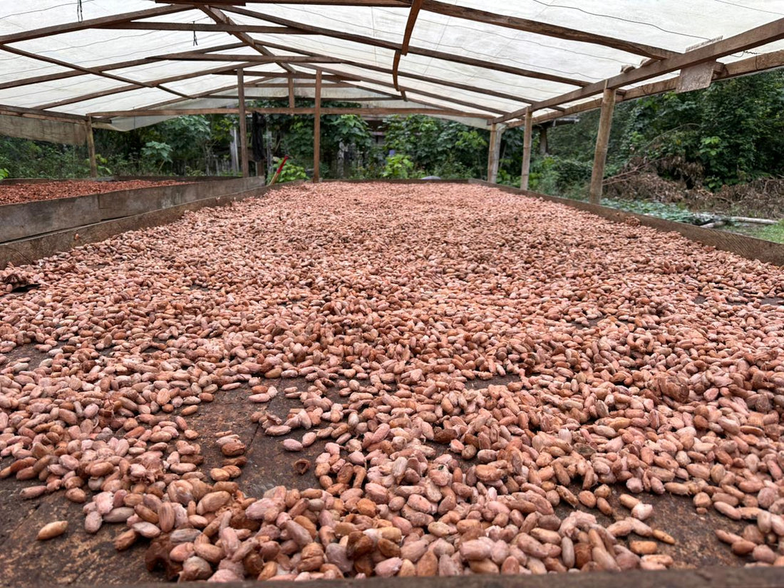 カカオ豆：アリバエスメラルダス アソプロカナンデ組合 チャチ族 5日発酵 2025年  1kg/5kg/20kg