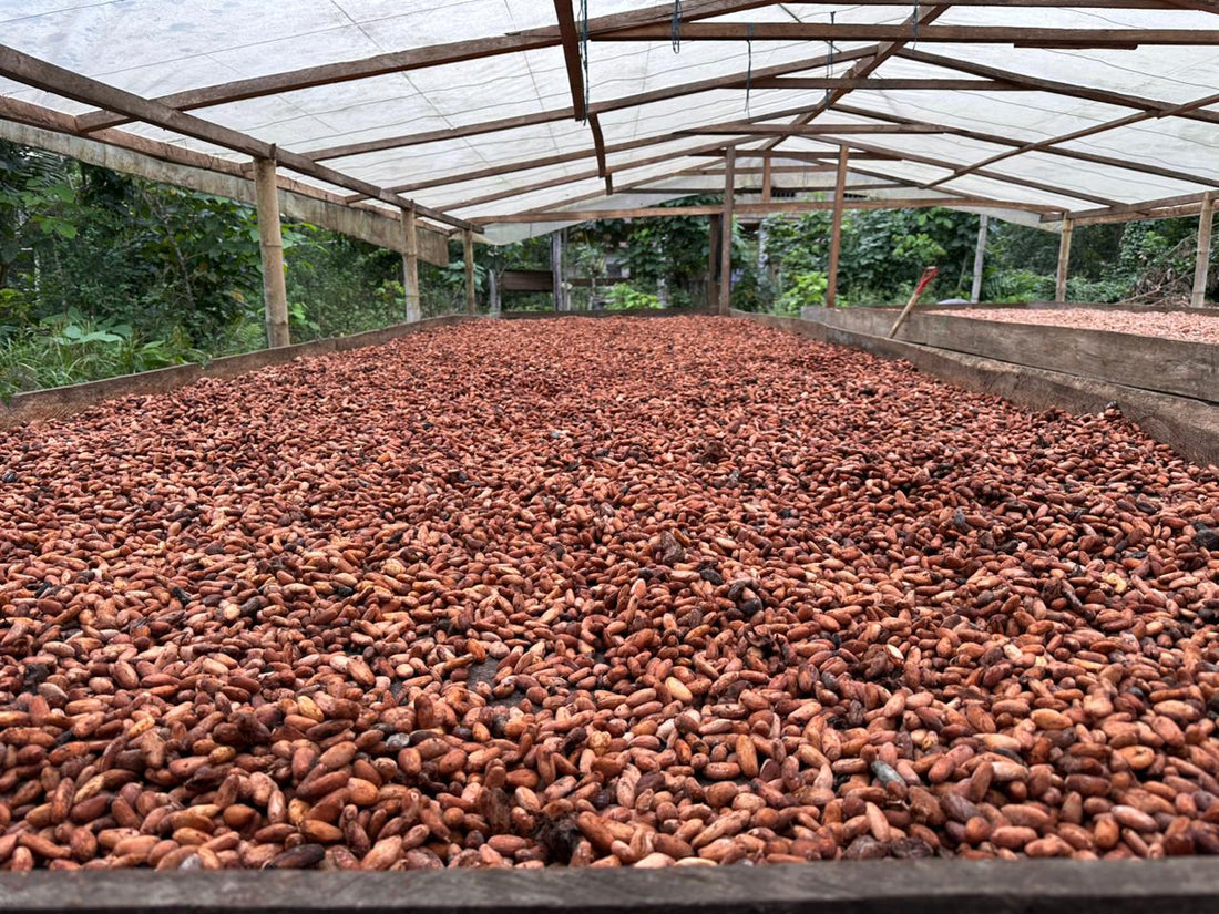 カカオ豆：アリバエスメラルダス アソプロカナンデ組合 チャチ族 5日発酵 2025年  1kg/5kg/20kg