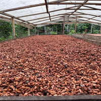 カカオ豆：アリバエスメラルダス アソプロカナンデ組合 チャチ族 5日発酵 2025年  1kg/5kg/20kg