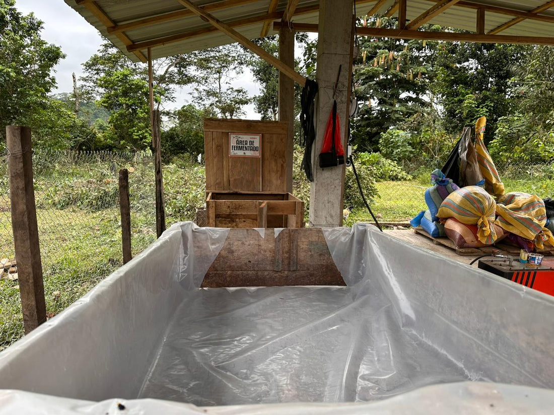 カカオ豆：アリバエスメラルダス アソプロカナンデ組合 チャチ族 5日発酵 2025年  1kg/5kg/20kg