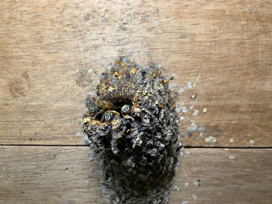 生蜂蜜 アマゾンのハリナシハチミツ メリポナグランディス