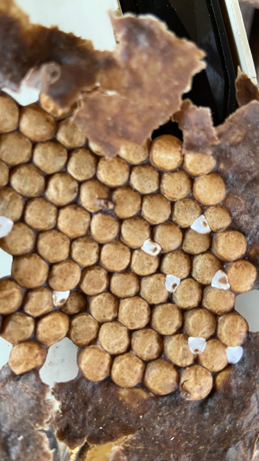 生蜂蜜 アマゾンのハリナシハチミツ メリポナグランディス