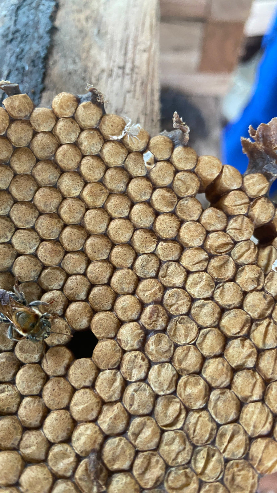 生蜂蜜 アマゾンのハリナシハチミツ 『メリポナグランディス』