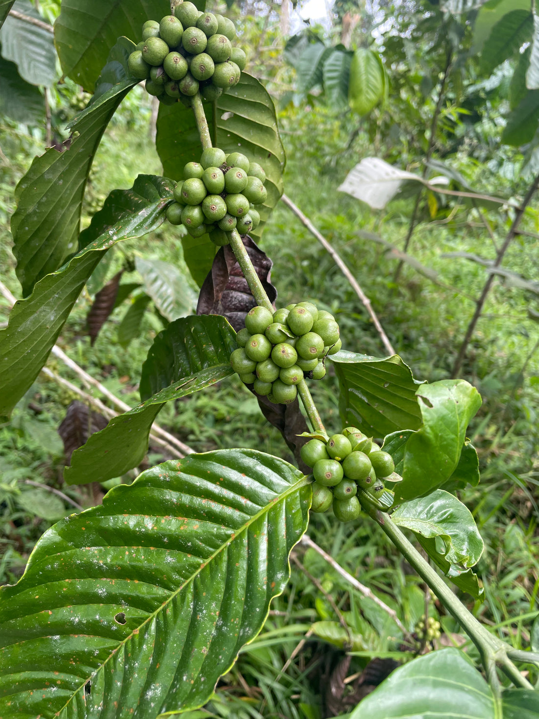 エクアドル産アマゾン珈琲｜極細挽き｜ファインロブスタ｜WITOCA