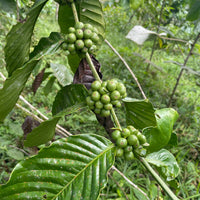 エクアドル産アマゾン珈琲｜極細挽き｜ファインロブスタ｜WITOCA