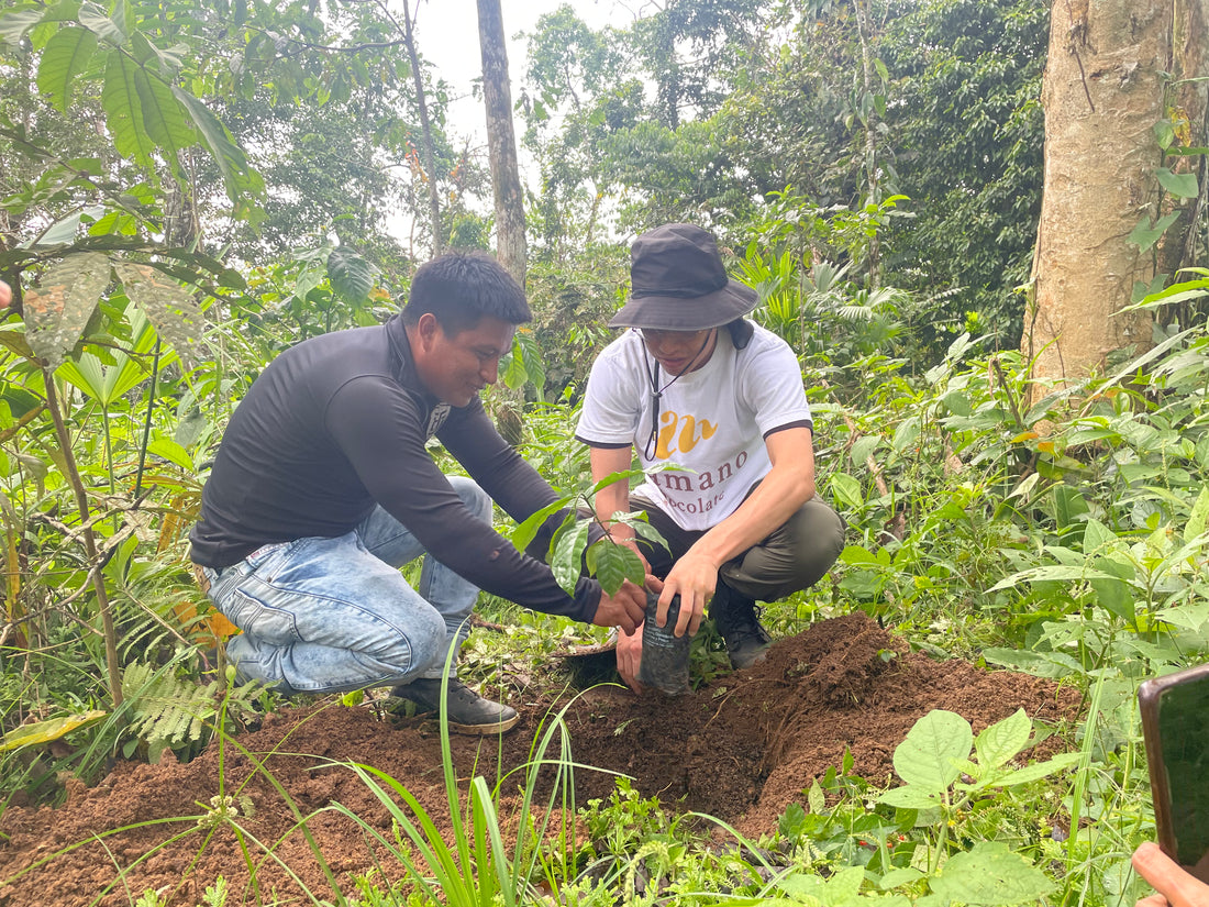 エクアドル産アマゾン珈琲｜極細挽き｜ファインロブスタ｜WITOCA