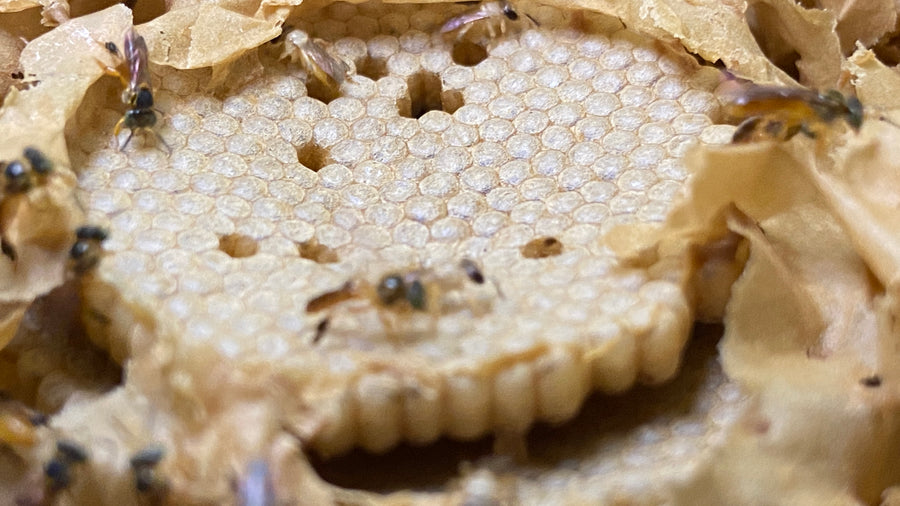 生蜂蜜 アマゾンのハリナシハチミツ 『テトラゴニスカアングスチュラ』