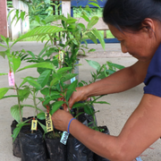寄付『木を1本植える』　エクアドルアマゾンの農家とともに実施するカカオの森を豊かにするプロジェクトに賛同いただける方へ