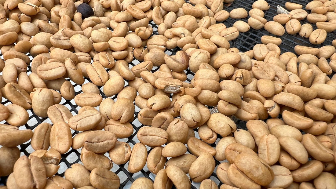 エクアドル産アマゾン珈琲｜極細挽き｜ファインロブスタ｜WITOCA