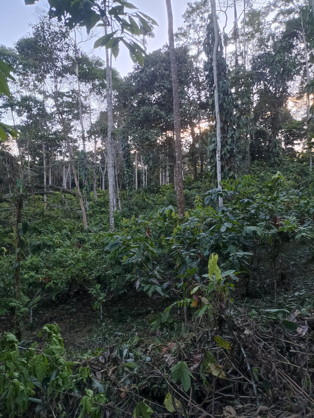 エクアドル産アマゾン珈琲｜極細挽き｜ファインロブスタ｜WITOCA