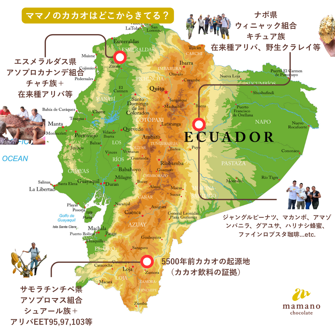 カカオ豆：ウィニャック組合 エクアドル北東部アマゾン産アリバカカオ2025年 4〜5日発酵 チャクラ認証取得  100g/1kg/5kg/20kg