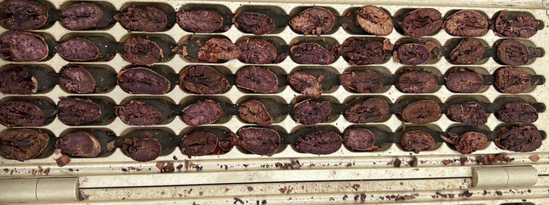 カカオ豆：アリバ&クラレイミックス オレリャナ県 ウィトカ 5日発酵 2025年  1kg/5kg/20kg