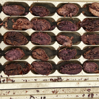 カカオ豆：アリバ&クラレイミックス オレリャナ県 ウィトカ 5日発酵 2025年  1kg/5kg/20kg