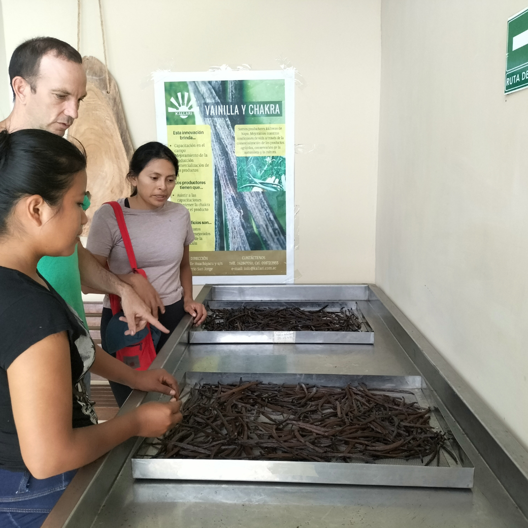 1 stick of Amazon vanilla (Odorata variety)